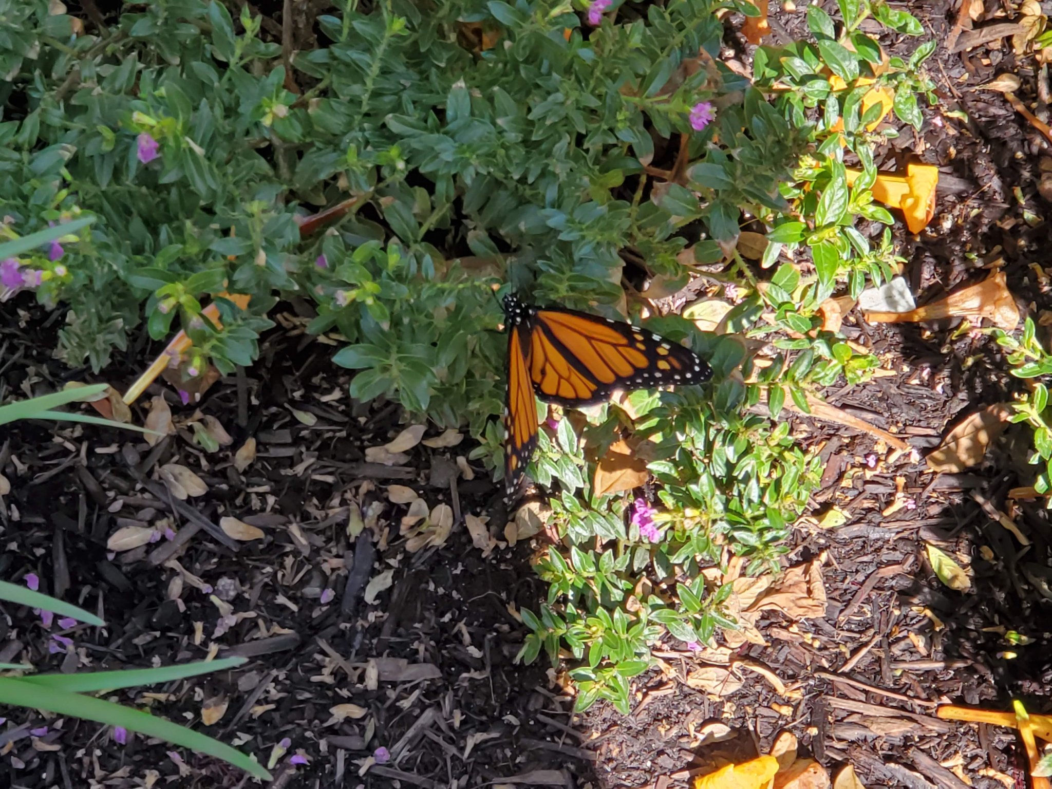 Monarch butterfly in Diala's garden, December 2019